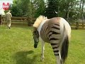 Zebra Horse