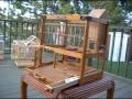 Custom Built Bird Cages – Towa Towa / Canaries / Finches / Small Birds