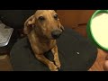 JUNIOR - Levando bronca porque mordeu a tampinha do mel - Cachorro Salsicha