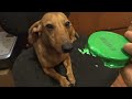 JUNIOR - Levando bronca porque mordeu a tampinha do mel - Cachorro Salsicha