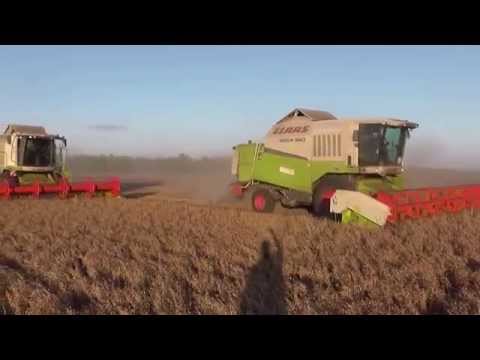 Ютуб выращивание и уборка масличного льна 66