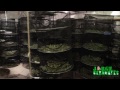 Drying Big Buds - Marijuana Growing Tips by Jorge Cervantes