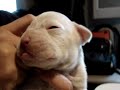 Funny Baby Boxer. Taking Medicine.