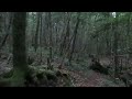 Wandering around the Aokigahara Jukai
