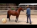 SELLO DE RAZA CABALLOS CHILENOS criadero la espuelita II.mp4