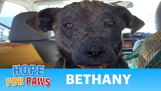 ¡Emotivo rescate de un perro que llevaba abandonado meses!