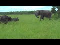 Elephant kicks a buffalo in the head