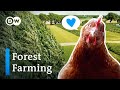 Agroforestry: A solution to farming’s biggest problems? - DW Planet A - 2021