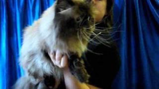 Гималайский кот - выставка кошек PCA - Himalayan cat