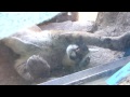 New Baby Mountain Lion Sonora Desert Museum