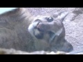 New Baby Mountain Lion Sonora Desert Museum