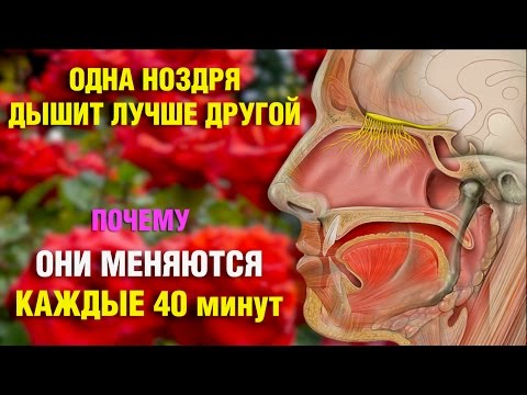 Почему нет насморка а нос не дышит Почему нет насморка а нос не дышит
