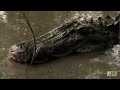 Giant Alligator Captured | Gator Boys
