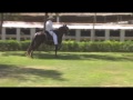 CABALLOS EN VENTA - CRIADERO VILLA MARÍA