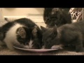 Raising Orphan Kittens by Itty Bitty Orphan Kitty Rescue