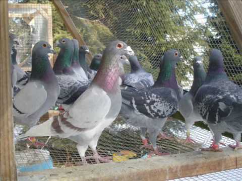 Download Free Racing Pigeon Videos