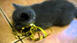 Британские котята - 1,5 месяца