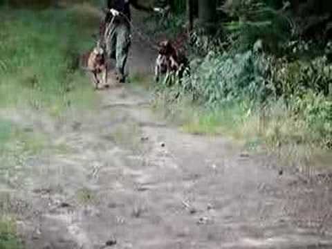dogo argentino hunting boar. Alano Espanol Play With Dogo