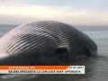 Video sullo spiaggiamento della balena