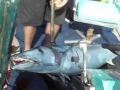 fishing christmas island big big wahoo