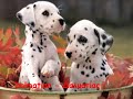 All Dog Breeds-Όλες οι Ράτσες Σκύλων