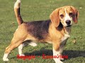 All Dog Breeds-Όλες οι Ράτσες Σκύλων