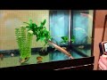 Feeding Yearling Muskellunge