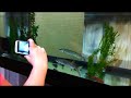 Feeding Yearling Muskellunge