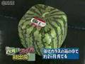 Арбуз: more crazy square watermelons!