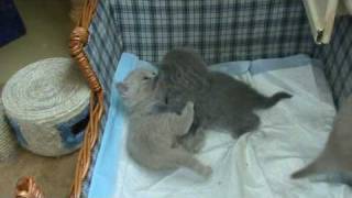 Британские котята в возрасте 1 мес. П-к Silvery Snow