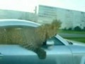 Leopard hangs out of Russian Audi TT