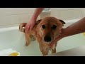 Doggy Bath Time