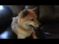 Doggy Bath Time