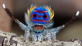 earth tip | Peacock Spider - The amazing dance Peacock Spider - The amazing dance