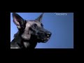Dogs are Awesome TOO (High Definition)