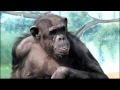 入場→チンパンジー 天王寺動物園にて Chimpanzees at Tennoji zoo in Osaka