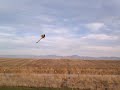 Kyle Dahl flying a Voltz powered Henseleit TDR