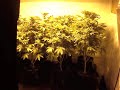 Legal indoor grow room for medical marijuana. Oakland, California.