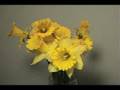 Time Lapse Daffodil Life and Death