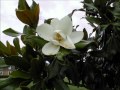 Wind Resistant Trees for Florida: Southern Magnolia
