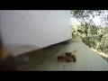 Africanized Bees Protecting Their Hive