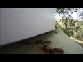 Africanized Bees Protecting Their Hive