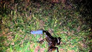 Frog vs Banjo Minnow 