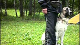 Среднеазиатская овчарка. Алабай