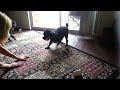 Morris wants his ball!