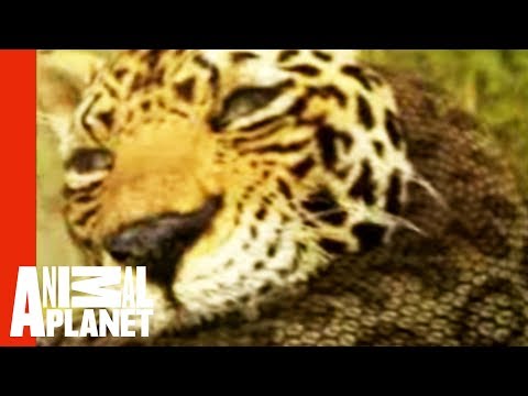 anaconda vs jaguar presentation