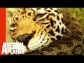 Animal Face-Off: Anaconda vs. Jaguar
