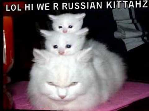 Funny Cat Pics 3! 31 May 2011 funny cats video. Funny Cat Pics 3! 31 May 2011