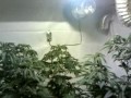 Juicy fruit indoor grow