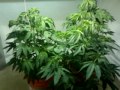 Juicy fruit indoor grow